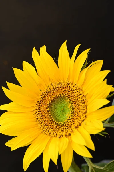 Beautiful Sunflower Close Royalty Free Stock Photos