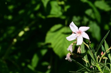 Bahçede güzel çiçek yakın