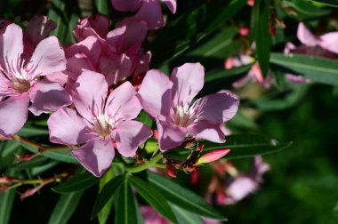 Bahçedeki güzel parlak çiçekler 