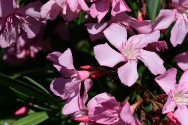 Bahçedeki güzel parlak çiçekler 