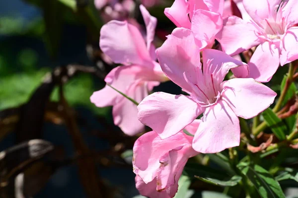 Belas Flores Brilhantes Jardim — Fotografia de Stock