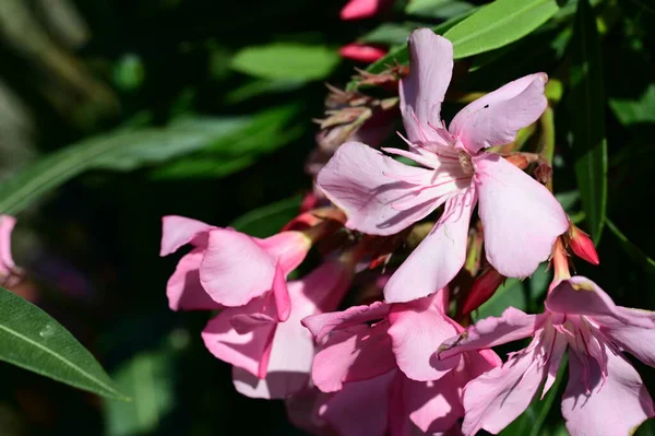 stock image beautiful bright flowers  in garden 