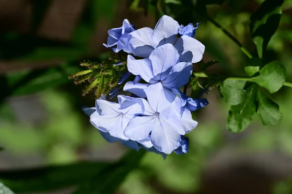 Gyönyörű Fényes Virágok Kertben — Stock Fotó