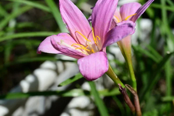 Krásná Lilie Květina Zahradě Zblízka — Stock fotografie