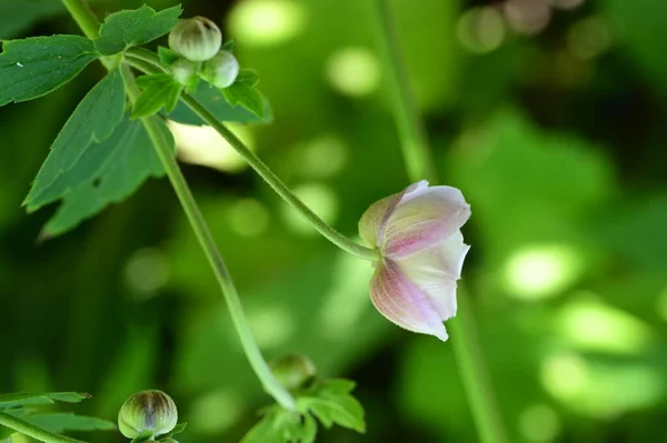 Gyönyörű Virág Kertben Közelről — Stock Fotó