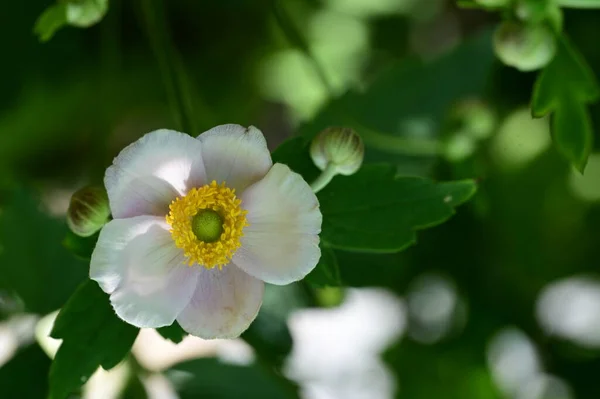 Όμορφο Λουλούδι Στον Κήπο Κοντά — Φωτογραφία Αρχείου