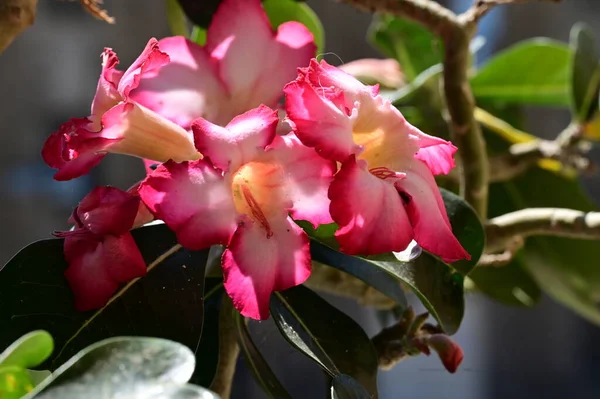 Красиві Яскраві Квіти Саду — стокове фото