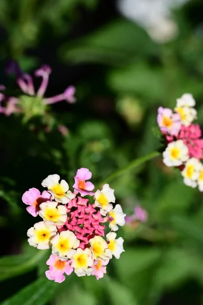Belles Fleurs Lumineuses Dans Jardin — Photo