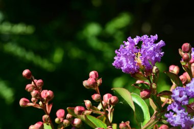 Bahçedeki güzel parlak çiçekler 