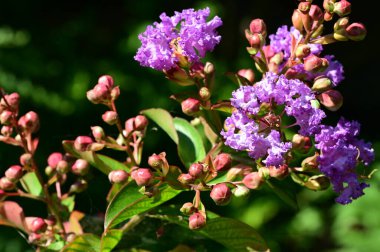 Bahçedeki güzel parlak çiçekler 