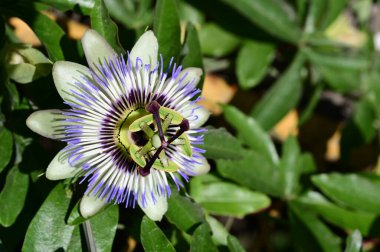 Bahçede güzel çiçek yakın