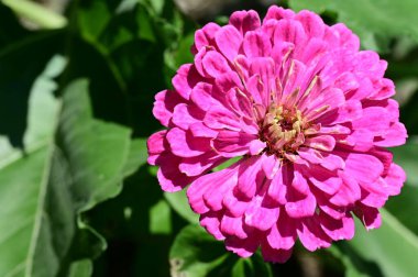 Bahçede güzel çiçek yakın