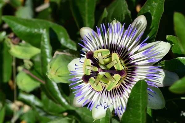 stock image beautiful  flower in garden close up