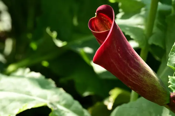 stock image beautiful  flower in garden close up