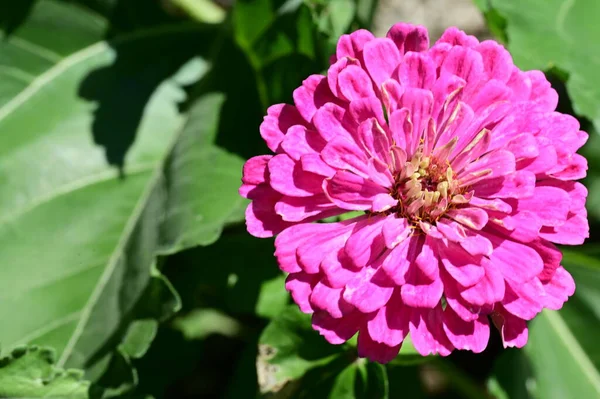 Bahçede Güzel Çiçek Yakın — Stok fotoğraf