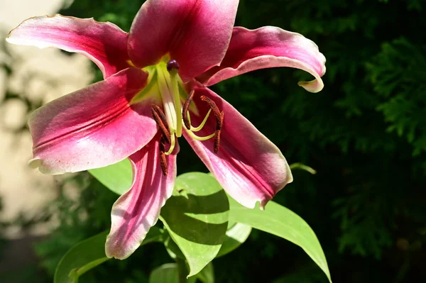 Gyönyörű Liliom Virág Kertben Közelről — Stock Fotó