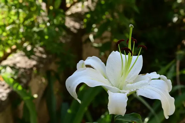 Schöne Lilienblüte Garten Aus Nächster Nähe — Stockfoto