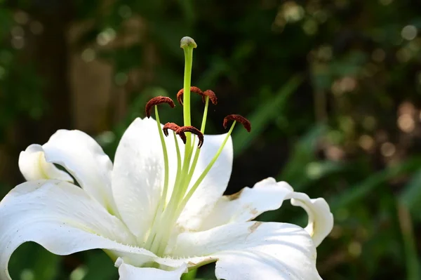 Красивый Светлый Цветок Саду Крупным Планом — стоковое фото