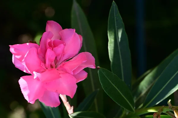 Krásná Květina Zahradě Zblízka — Stock fotografie