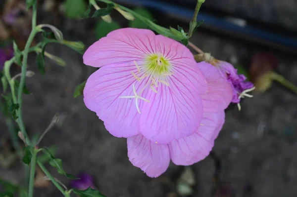 Bahçedeki Güzel Çiçek Kapat — Stok fotoğraf
