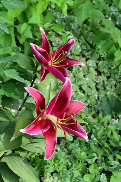 花园里美丽而明亮的百合花 — 图库照片