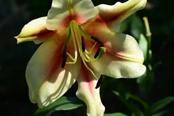 Hermosa Flor Lirio Brillante Jardín —  Fotos de Stock