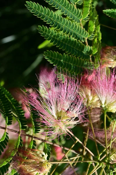 Krásné Jasné Květiny Stromě Zahradě — Stock fotografie
