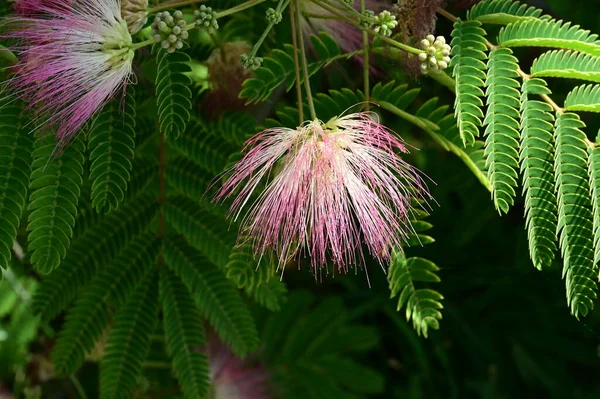 Bahçedeki Ağaçta Güzel Parlak Çiçekler — Stok fotoğraf