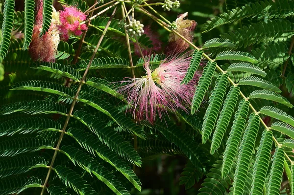 stock image beautiful bright  flowers on tree in garden 