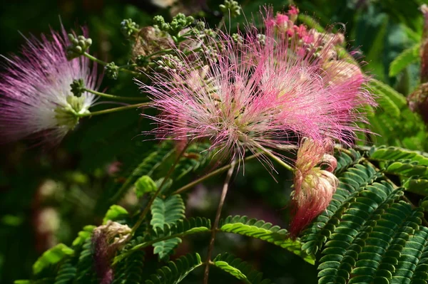 stock image beautiful bright  flowers on tree in garden 