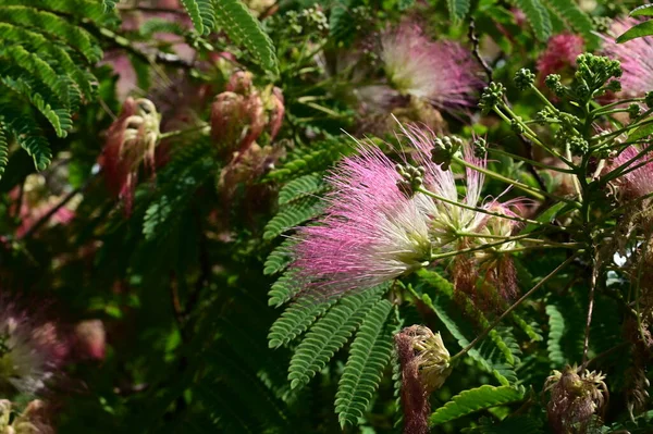 Krásné Jasné Květiny Stromě Zahradě — Stock fotografie