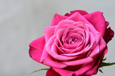 Güzel gül çiçeği, yakından.