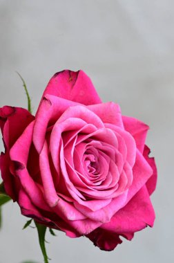 Güzel gül çiçeği, yakından.