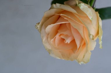 Güzel gül çiçeği, yakından.