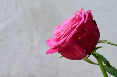 Güzel gül çiçeği, yakından.