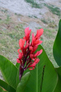 Bahçede güzel çiçek yakın