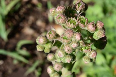 Bahçede güzel parlak çiçek tomurcukları 