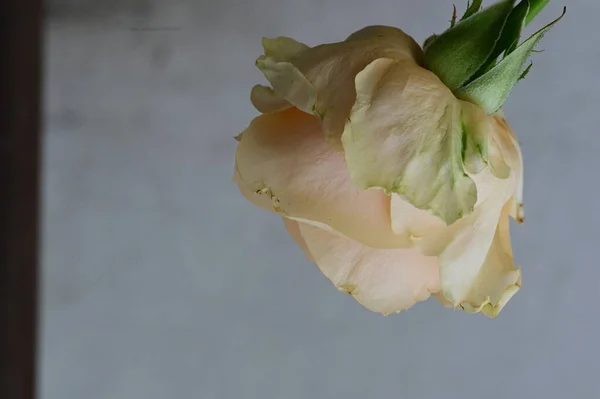 Bela Flor Rosa Perto — Fotografia de Stock