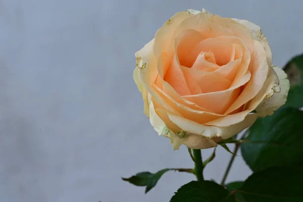 Frumoasa Floare Trandafir Aproape — Fotografie, imagine de stoc