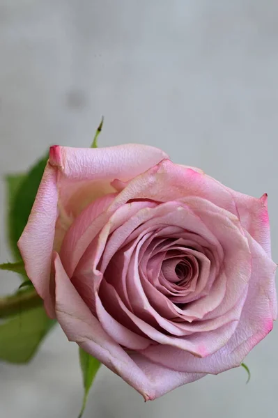 Stock image beautiful  rose flower   close up