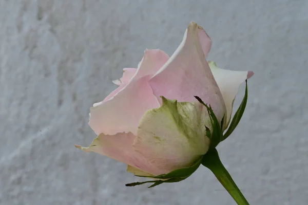 Hermosa Flor Rosa Cerca —  Fotos de Stock