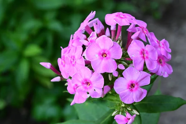 stock image beautiful flower in garden close up