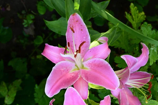 Krásné Zářivé Lilie Květiny Zahradě — Stock fotografie