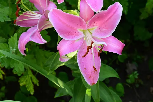 stock image beautiful bright lilies  flowers  in garden 