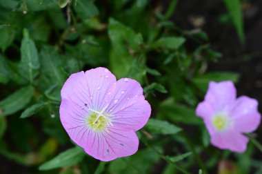 Bahçedeki güzel parlak çiçekler 