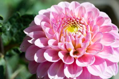 Bahçedeki güzel, parlak çiçek 