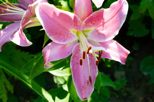 Hermosas Flores Brillantes Jardín —  Fotos de Stock