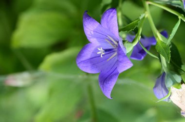 Bahçedeki güzel, parlak çiçek 