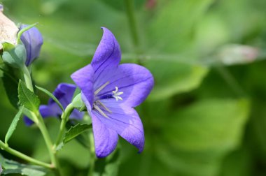 Bahçedeki güzel, parlak çiçek 