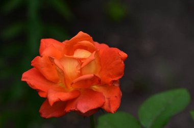 beautiful bright  rose flower  in garden 